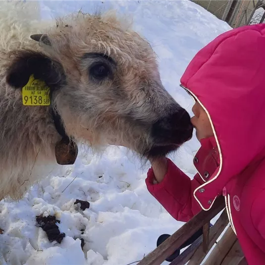 A little girl in a pink jacket is cuddling with a sheep in the snow. In the background, fences and a wintry landscape can be seen.