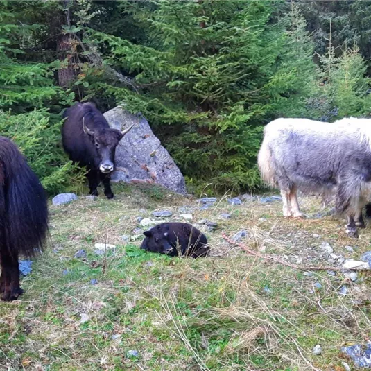 A group of yaks stands in a green forest landscape. In the background, trees and rocks are visible.