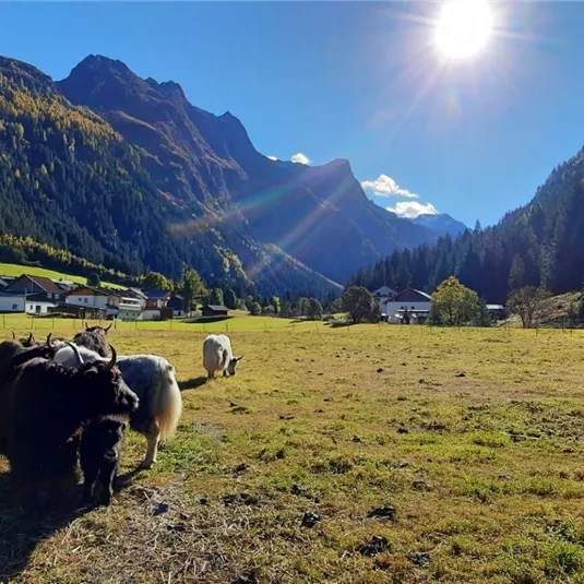 A picturesque mountain landscape with a wide meadow and cows. The sky is clear and the sun is shining brightly.