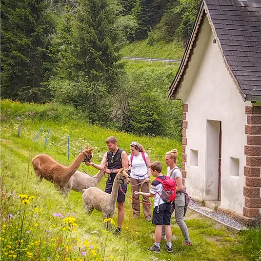 Eine Gruppe von Personen füttert Lamas auf einer Wiese vor einem kleinen Gebäude. Im Hintergrund sind Bäume und eine grüne Landschaft zu sehen.