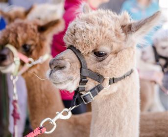 A cute alpaca with light brown fur stands near other alpacas. In the background, people can be seen taking care of the animals.