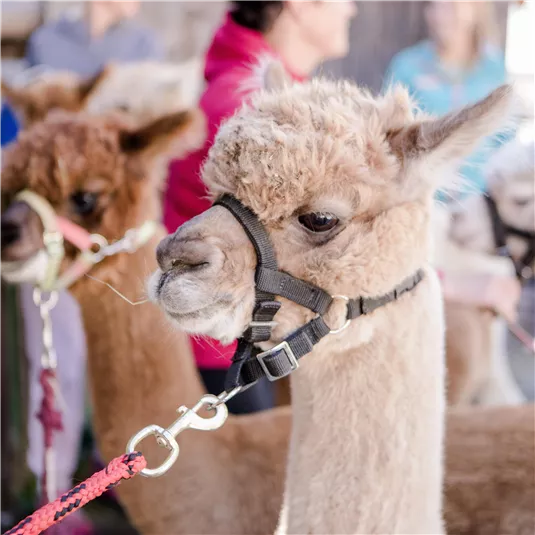 Ein niedliches Alpaka mit hellbraunem Fell steht in der Nähe von anderen Alpakas. Im Hintergrund sind Menschen zu sehen, die sich um die Tiere kümmern.
