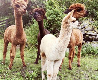 Vier Alpakas stehen auf einer Wiese umgeben von Bäumen. Sie haben verschiedene Farben und wirken neugierig.