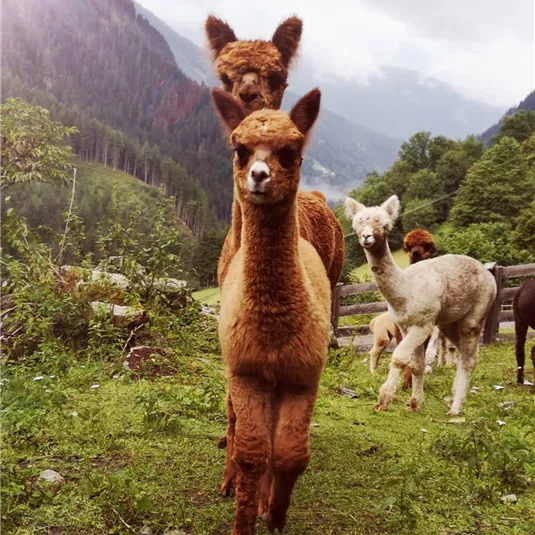 Eine Gruppe von Alpakas auf einer grünen Wiese in den Bergen. Im Hintergrund sind sanfte Hügel und bewaldete Bereiche sichtbar.