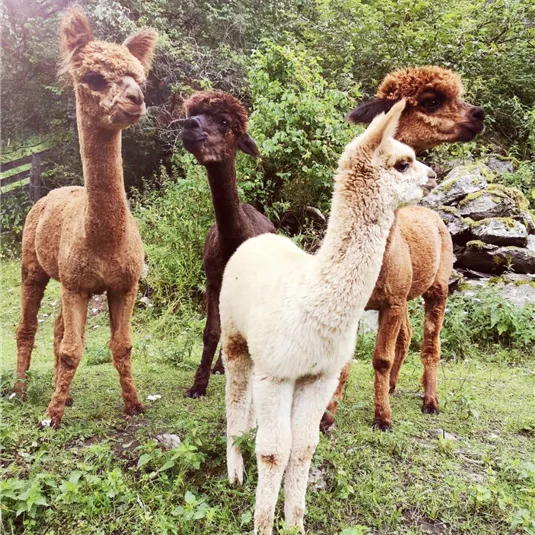Vier Alpakas stehen auf einer Wiese umgeben von Bäumen. Die Tiere haben verschiedene Farben, darunter braun und weiß.