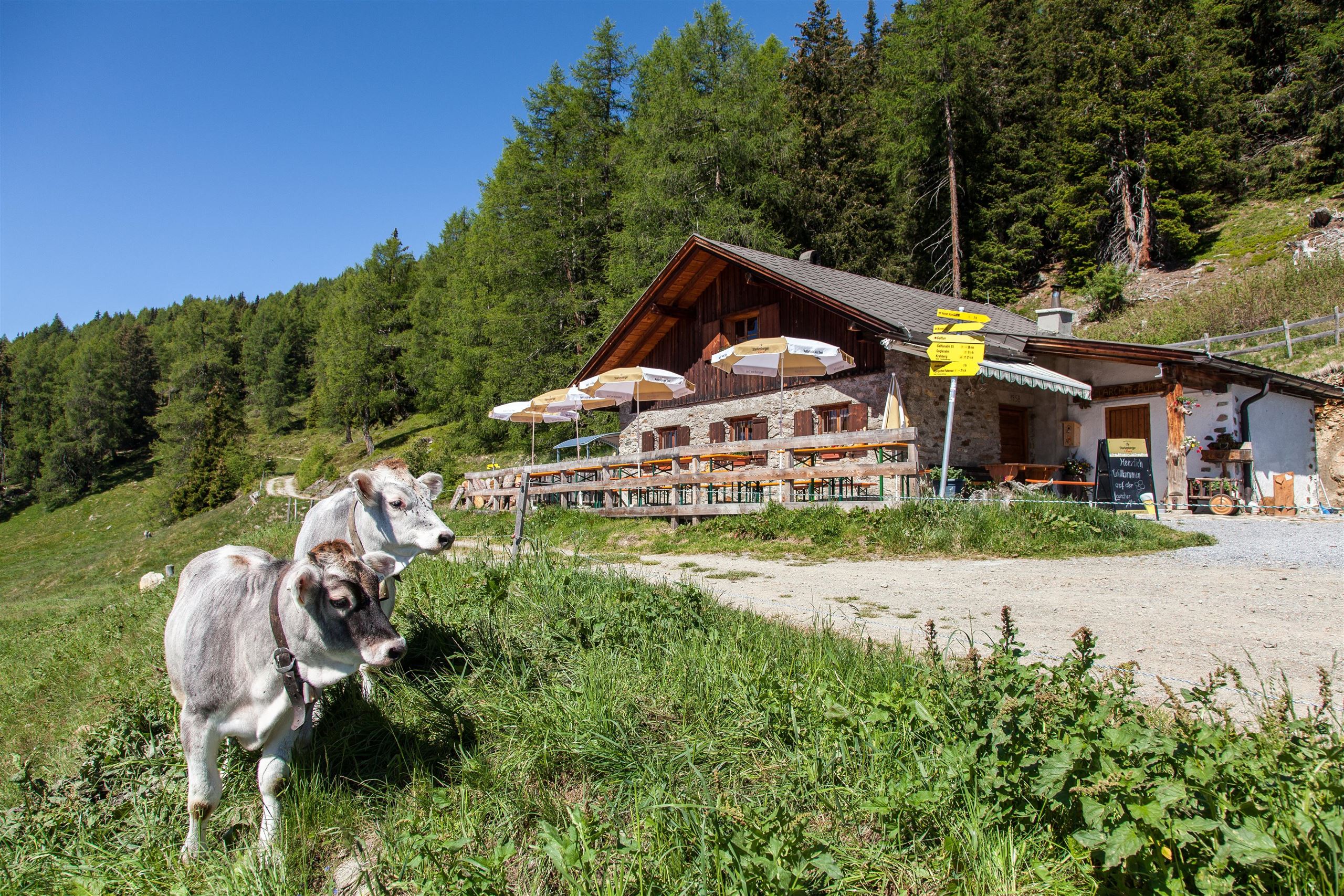 Larcher Alm