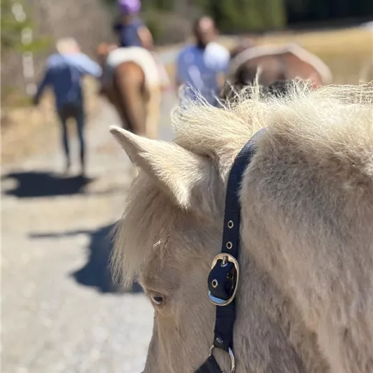 A white pony stands in the foreground, while in the background riders on horses can be seen. The surroundings are rural and the sun is shining.