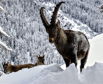 Two ibexes are standing in the snow in front of a snow-covered mountain landscape. The larger ibex has impressive, curved horns.