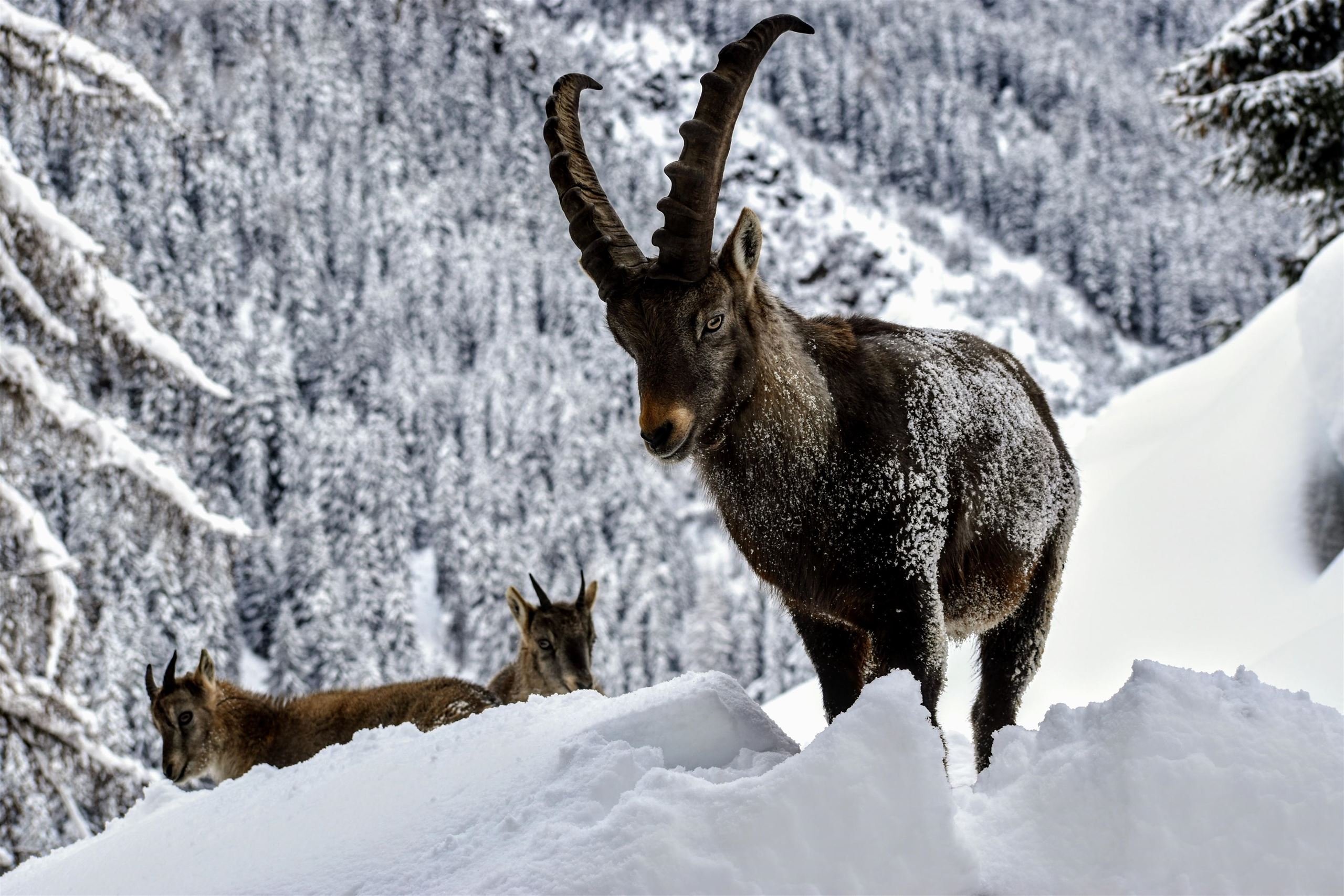 Two ibexes are standing in the snow in front of a snow-covered mountain landscape. The larger ibex has impressive, curved horns.