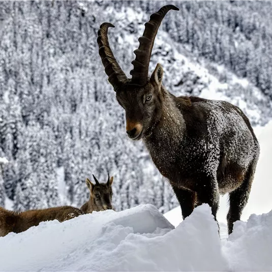 Two ibexes are standing in the snow in front of a snow-covered mountain landscape. The larger ibex has impressive, curved horns.