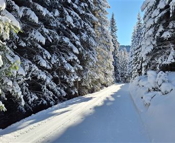 Ein schneebedeckter Waldweg umgeben von hohen, verschneiten Bäumen. Der klare Himmel lässt den Wintertag strahlend wirken.