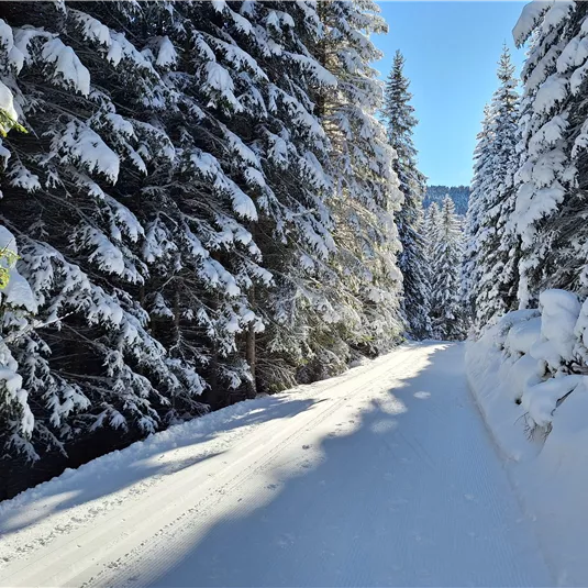 A snow-covered forest path surrounded by tall, snow-laden trees. The clear sky makes the winter day appear radiant.