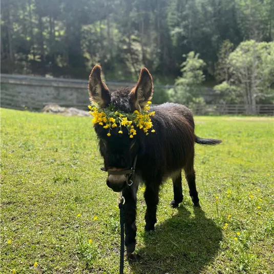 A donkey with a wreath of yellow flowers stands in a green meadow. In the background, trees and a tranquil landscape can be seen.