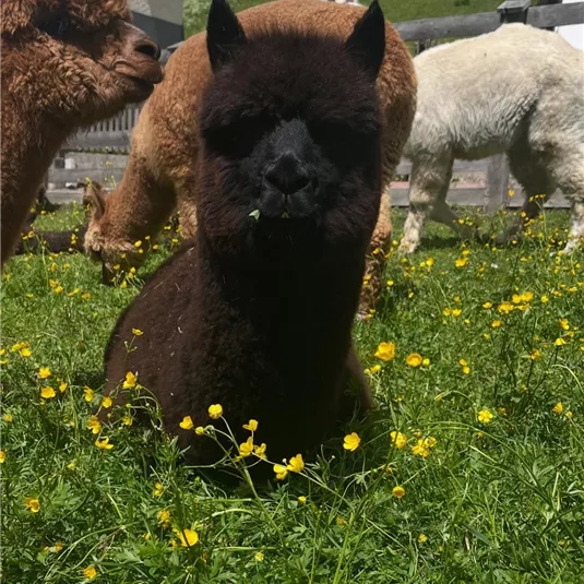 A group of alpacas is standing on a blooming meadow with yellow flowers. In the foreground, a black alpaca is lying down and eating grass.