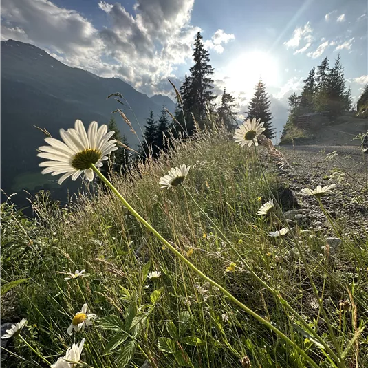 A meadow with bright white daisies and green grass. In the background, the mountains are glowing in the evening sun.