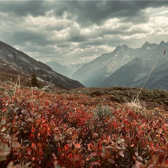 A picturesque mountain landscape with colorful autumnal plants in the foreground. In the background, majestic mountains can be seen under a cloudy sky.
