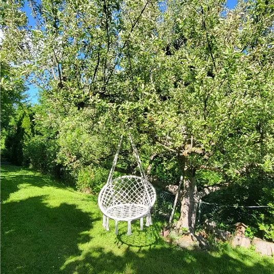Ein hängender Stuhl aus Korbgeflecht, der an einem Baum hängt. Der Himmel ist klar und blau, umgeben von grünem Gras und Blättern.