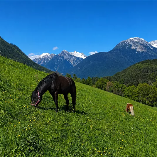A meadow with a black horse and a small pony grazing. In the background, green mountains and snow-capped peaks can be seen.