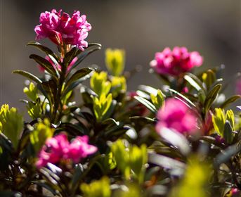 Colorful flowers with pink blossoms stand among green foliage. The image conveys a fresh and vibrant natural atmosphere.