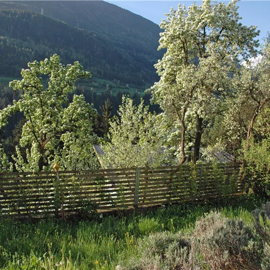 A green landscape with various trees and a wooden fence. In the background, gentle hills can be seen.