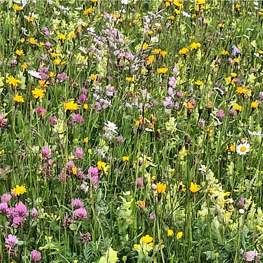 A colorful flower field with different species of flowers in yellow, pink, and white. The plants are lush and radiate spring colors.