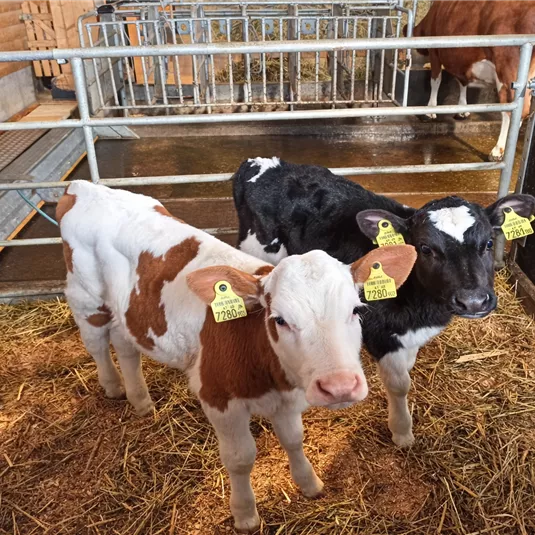 Zwei Kälber stehen in einem Stall. Eines ist schwarz-weiß und das andere braun-weiß mit Ohrmarken.