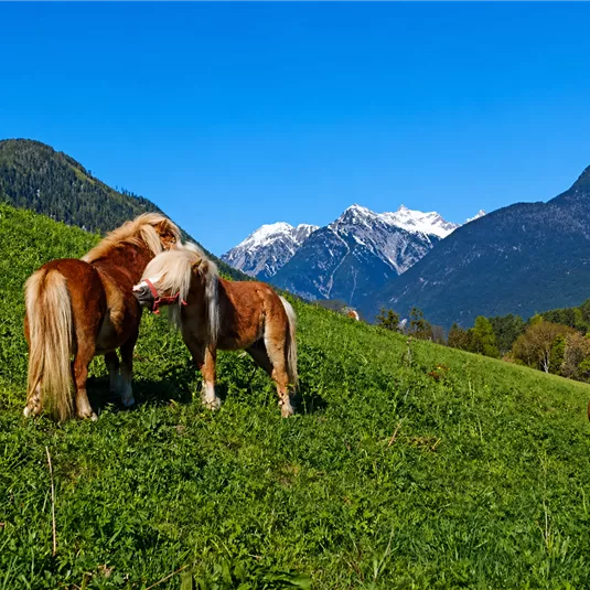 Three ponies are standing in a green meadow with mountains in the background. The sky is clear and blue.