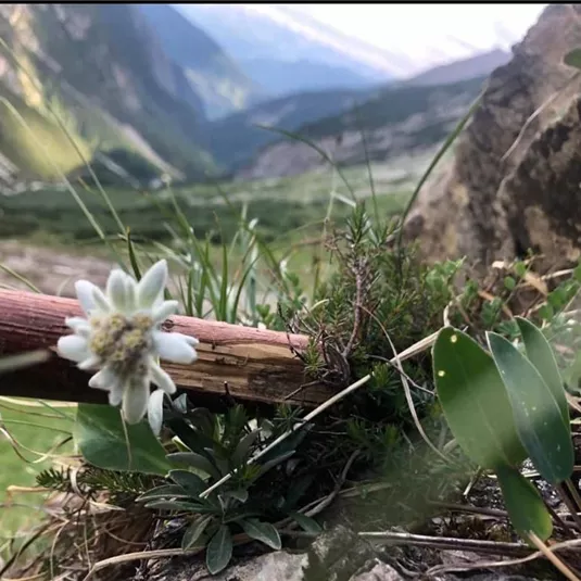 A edelweiss flower grows on the edge of a mountain path. In the background, green meadows and majestic mountains can be seen.