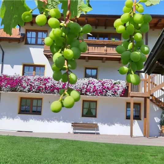 A beautiful house with a large garden and blooming plants. Grapes hang from a vine in the foreground.