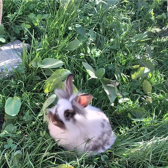 Ein süßes Kaninchen sitzt im Gras. Es ist umgeben von grünen Blättern und Pflanzen.
