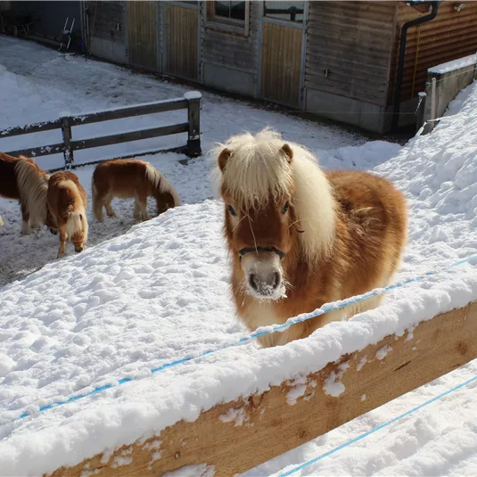 A pony stands in the snow and looks curiously at the camera. In the background, there are more ponies grazing in the snowy terrain.