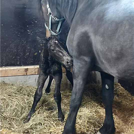 Ein schwarzes Pferd steht neben einem Fohlen im Stall. Der Boden ist mit Stroh bedeckt.
