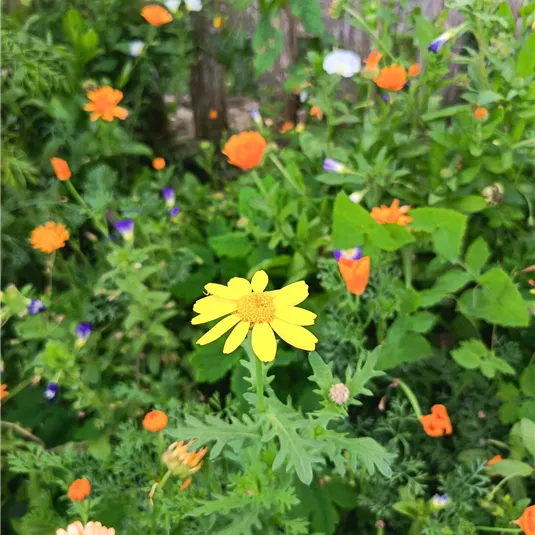 Ein bunter Garten mit verschiedenen Blumen in leuchtenden Farben. Im Vordergrund steht eine gelbe Blume zwischen orangen und violetten Blüten.
