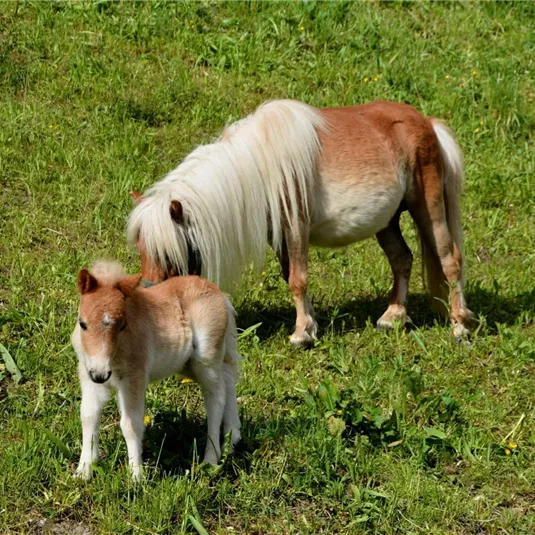 Zwei Ponys grasen auf einer grünen Wiese. Eines der Ponys hat eine helle Mähne und das andere ist ein Fohlen.