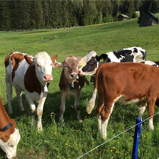 Eine Gruppe von Kühen auf einer Wiese. Umgeben von frischem Gras und Bäumen im Hintergrund.