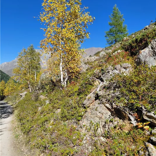 A beautiful hiking trail with colorful deciduous trees and rocky terrain. The sky is clear and blue, ideal for an autumn walk.
