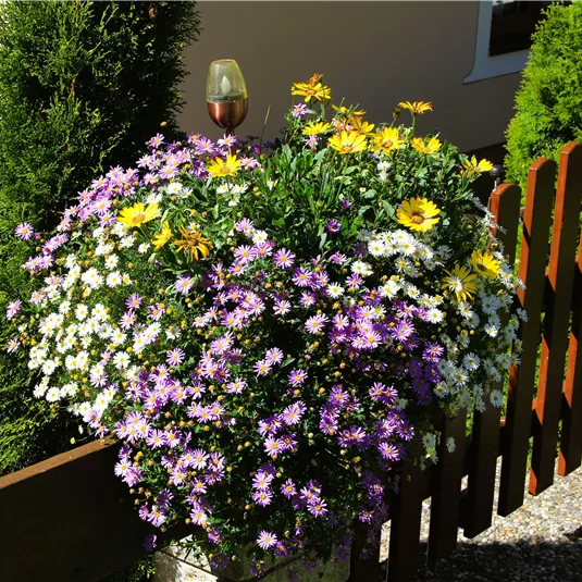 A colorful bouquet with purple, white, and yellow flowers. In the background, there is a wooden fence and some evergreen plants.