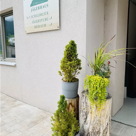 The entrance area of a building with a sign and stylish plants in pots. In the foreground are two small trees and a green plant on a tree stump.