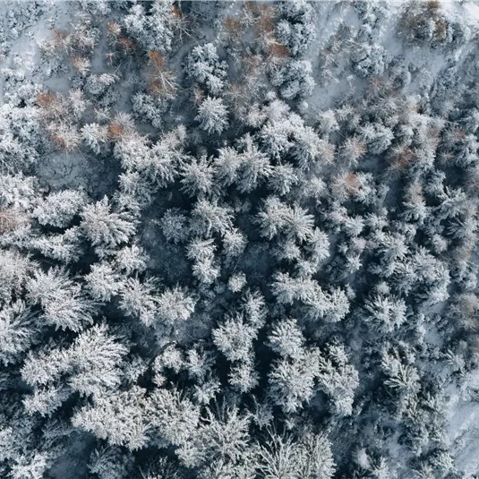 Eine Winterlandschaft mit schneebedeckten Bäumen aus der Vogelperspektive. Die Natur wirkt ruhig und friedlich.