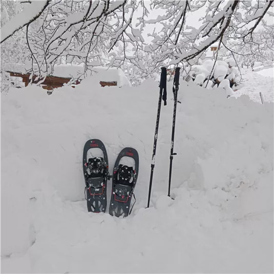 Snowshoes and hiking poles stand in deep snow. The background is surrounded by snow-covered branches.