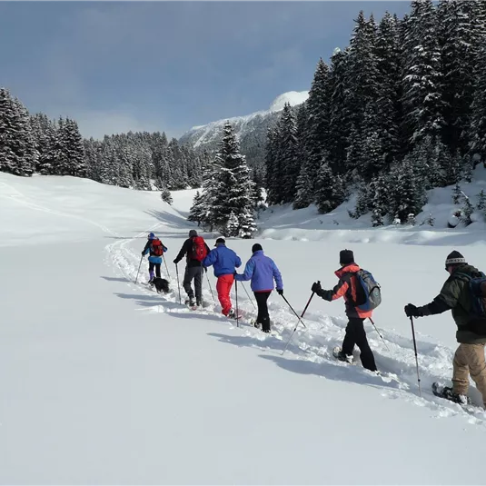 A group of people is hiking through a snow-covered landscape. In the background, tall trees and a blue sky can be seen.