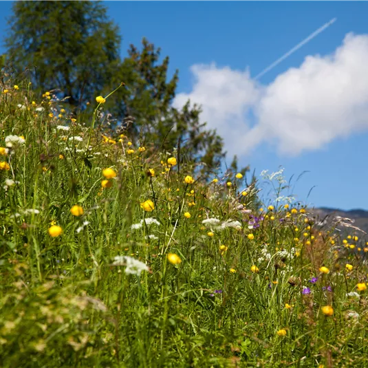 Sommerbild