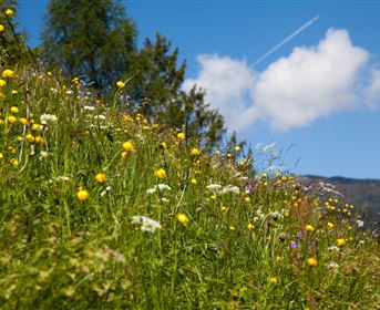 Eine blühende Wiese mit bunten Blumen und grünem Gras. Im Hintergrund sind blauer Himmel und einige Wolken zu sehen.