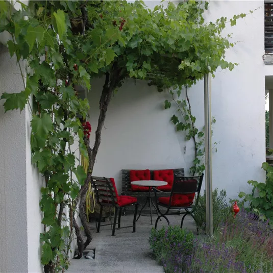 A cozy courtyard with a small table and chairs. Surrounded by plants and a relaxed atmosphere.