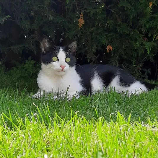 Unser Kater Leo genießt die Aussicht
