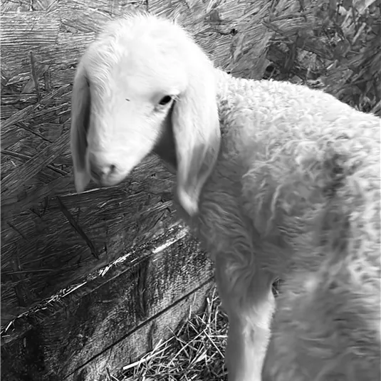 A young goatling is standing in a stable. It has soft, curly fur and is looking curiously to the side.