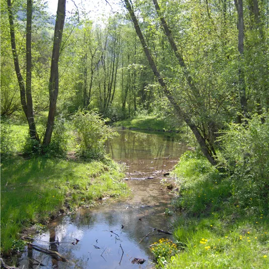 Wald (1)