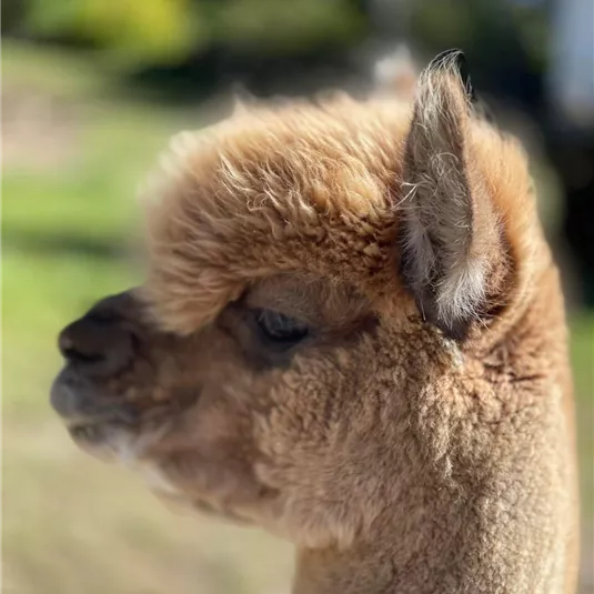 A llama with soft, brown fur and a curious gaze. The background features a green, natural environment.