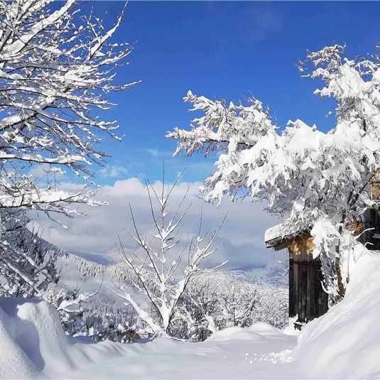 A winter landscape with snow-covered trees and a blue sky. The silence of nature is felt everywhere.