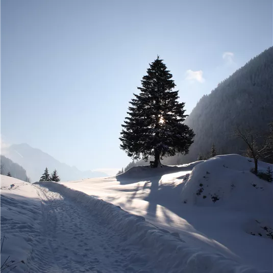 A lonely tree stands on a snowy path. The sky is clear and the mountains are visible in the background.